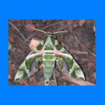 JGpapillon.jpg
